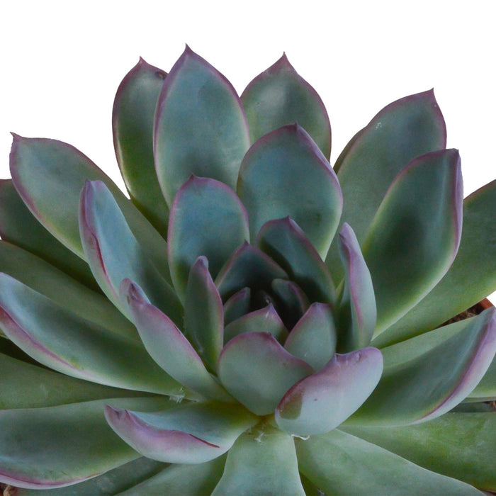 echeveria-mix-10-5-cm-3x-in-witte-pot