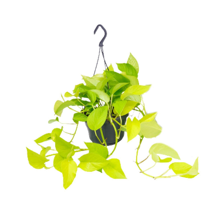 epipremnum-golden-pothos-o15-25cm