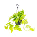 epipremnum-golden-pothos-o15-25cm