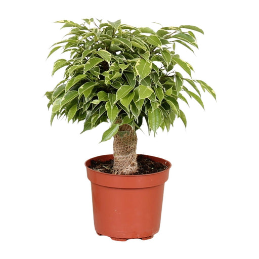 ficus-benjamina-kinky-o12cm-↕28cm