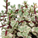 portulacaria-afra-variegata-10-5cm-zonder-pot