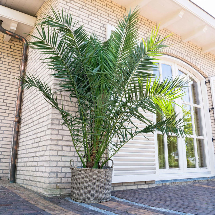 phoenix-canariensis-220cm-o35