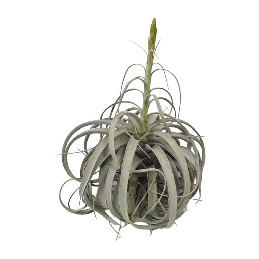 tillandsia-xerographica-o35cm-↕50cm