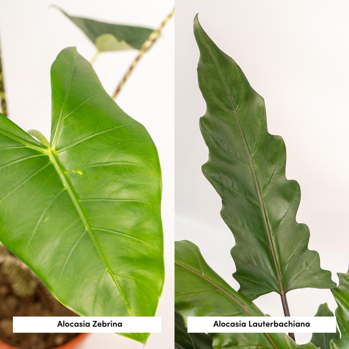 alocasia-zebrina-75cm-o19cm-alocasia-lauterbachiana-75cm-o19cm