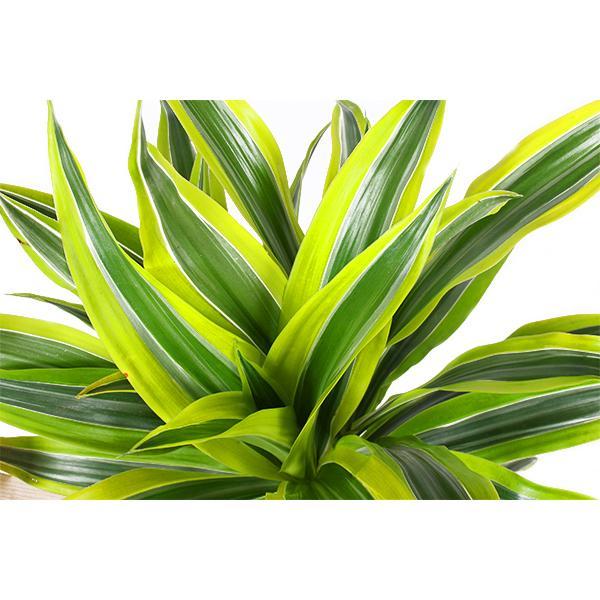 dracaena-lemon-lime-o21cm-↕65cm