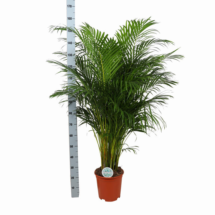 dypsis-lutescens-areca-palm-o27cm-↕160cm-in-boule-taupe-pot