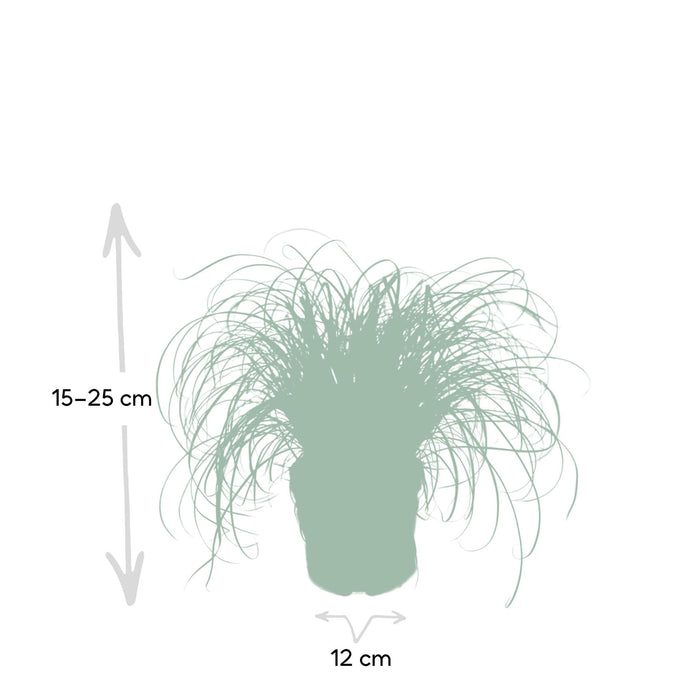 cyperus-alternifolius-kattengras-20cm-o12