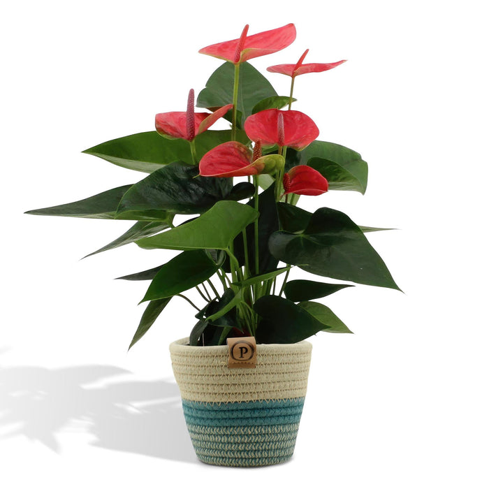 anthurium-andreanum-sweet-dream-incl-pure-mand-45cm-o12