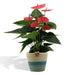 anthurium-andreanum-sweet-dream-incl-pure-mand-45cm-o12