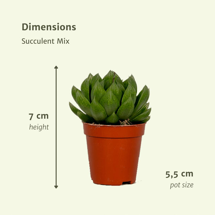 succulenten-mix-10-stuks-7cm-o5-5