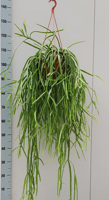 rhipsalis-trigona-o20cm-↕60cm