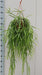 rhipsalis-trigona-o20cm-↕60cm