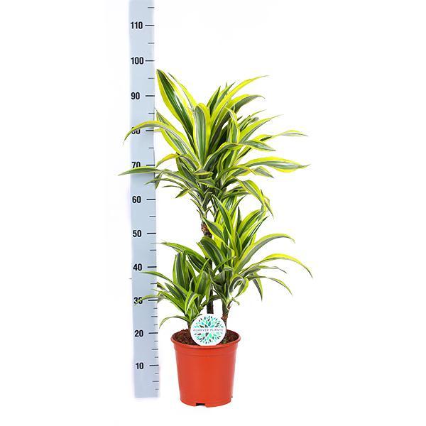 dracaena-lemon-lime-o21cm-↕65cm