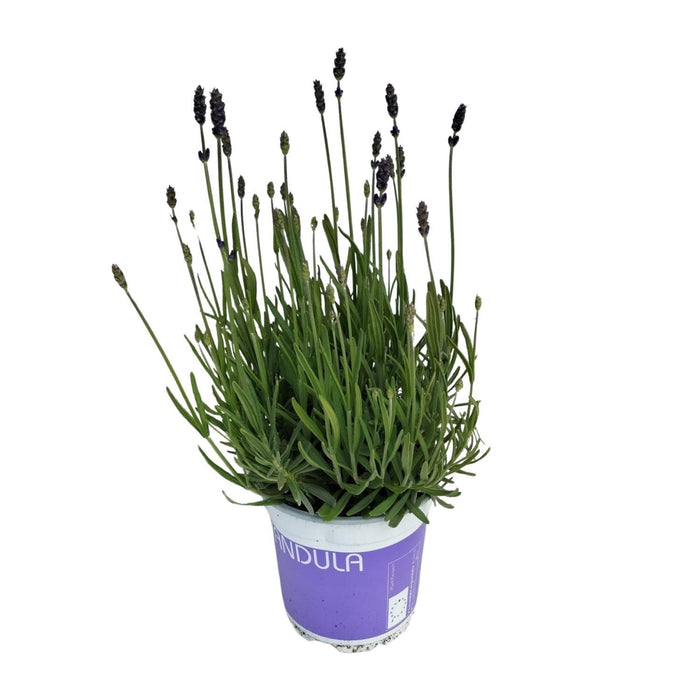 lavendel-lavandula-hidcote-blue-blauw-o12cm-↕20cm