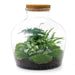 diy-terrarium-fat-joe-groen-↕-30-cm-rake-shovel-tweezer