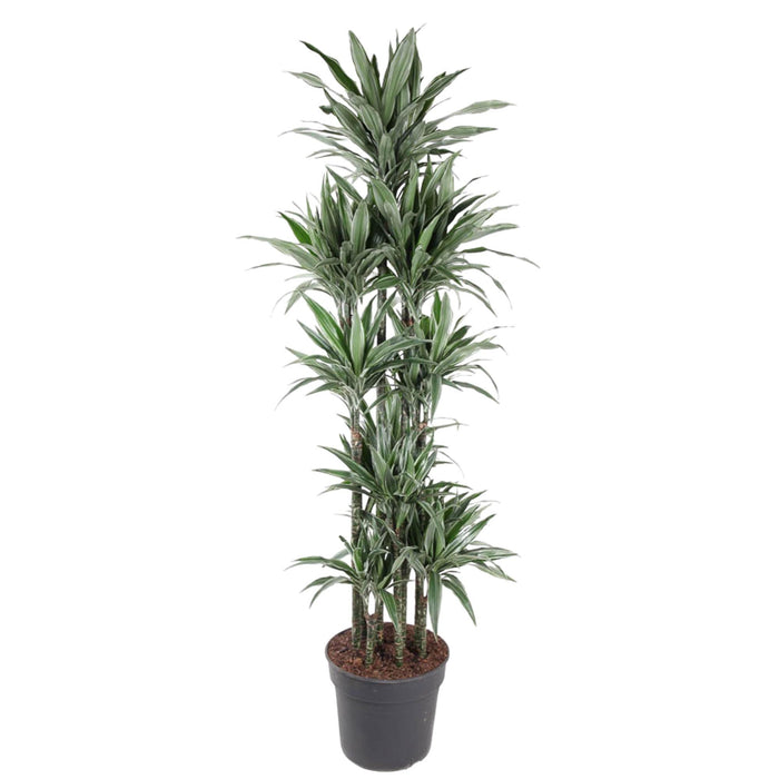 dracaena-warneckei-carrousel-210-cm-o41