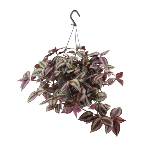 tradescantia-zebrina-violet-o17cm-↕25cm