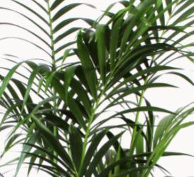 kentia-palm-o27cm-↕160cm