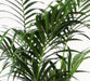 kentia-palm-o27cm-↕160cm