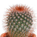 cactus-en-vetplanten-mix-5-5-cm-15-stuks-zonder-pot