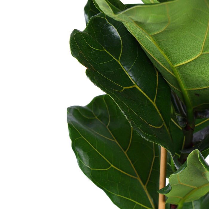 ficus-lyrata-o21cm-↕90cm-in-albury-black-print-mand