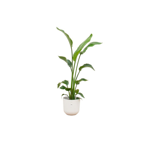 combi-deal-strelitzia-nicolai-inclusief-elho-jazz-round-wit-o23-130-cm