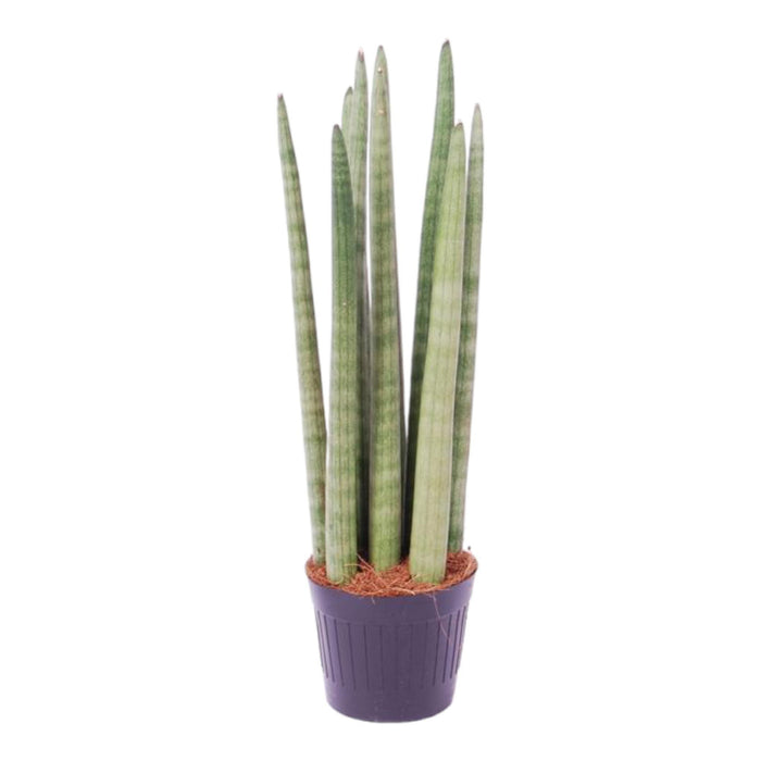 sansevieria-cylindrica-spaghetti-40-cm-o10-5