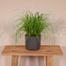 cyperus-alternifolius-kattengras-20cm-o12