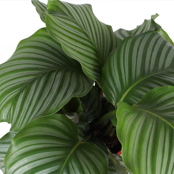 calathea-orbifolia-o21cm-↕70cm-in-vibes-blue-pot