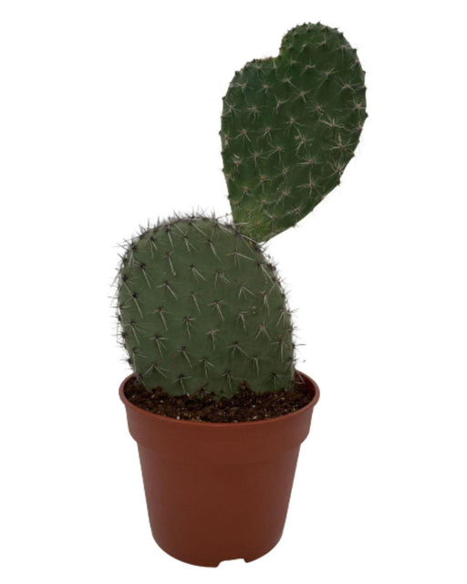 cactus-opuntia-vijgcactus-↕30-40cm-normal-o17-cm