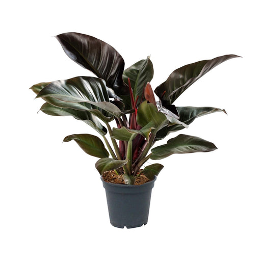 philodendron-imperial-red-o17cm-↕50cm