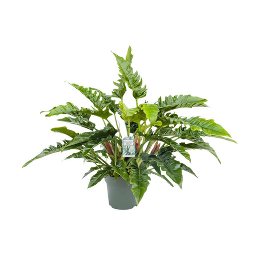 philodendron-rambo-o27cm-↕65cm