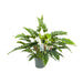 philodendron-rambo-o27cm-↕65cm