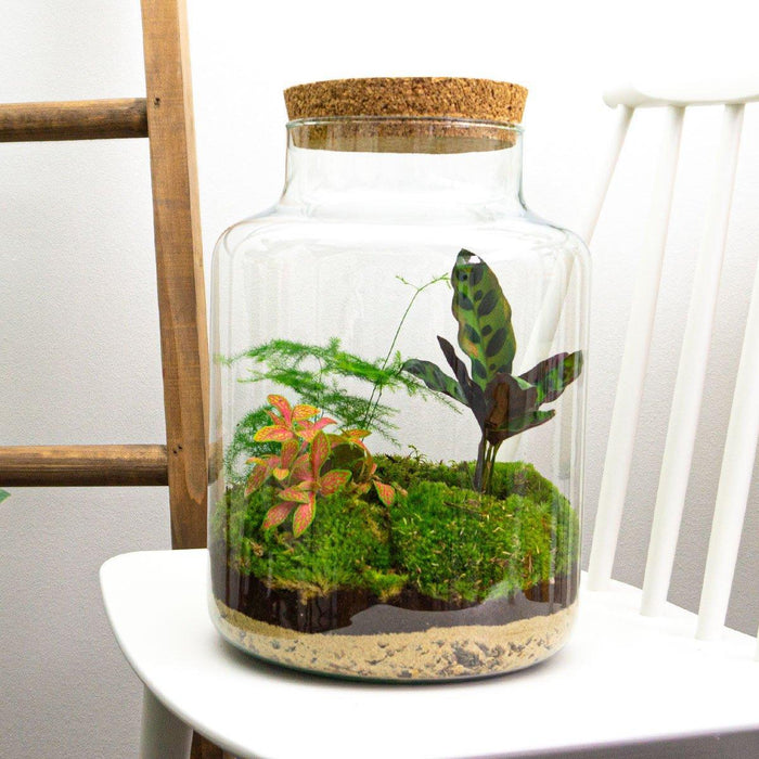 diy-terrarium-milky-↕-30-cm-normal