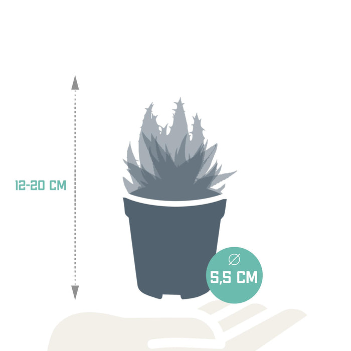 gasteria-haworthia-mix-5-5cm-zonder-pot-5x