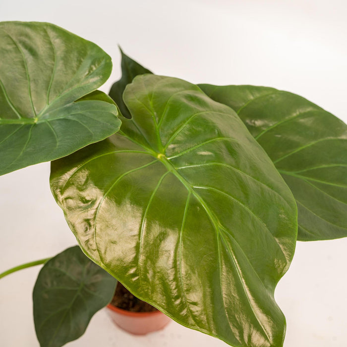 alocasia-wentii-65cm-o19cm-mand-igmar