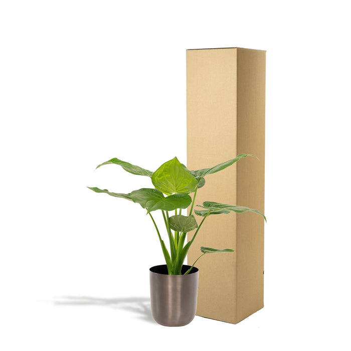 alocasia-cucullata-65cm-o19cm-pot-mayk-lead