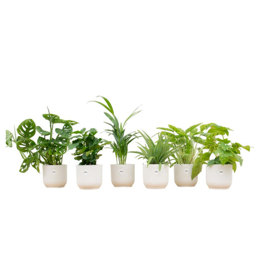 verrassingsbox-6-planten-inclusief-elho-vibes-fold-round-o14-wit