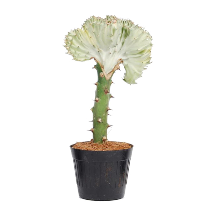 euphorbia-lactea-cristata-wit-35-cm-o12