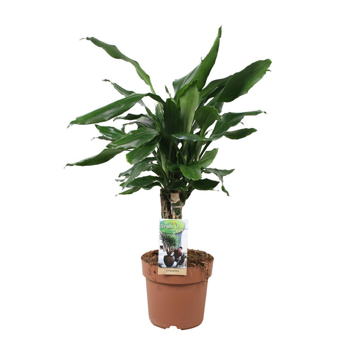 dracaena-fagrans-steudneri-green-55cm-o17cm