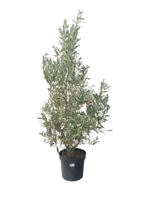 olea-europaea-bush-7-5-liter-olijf-struik