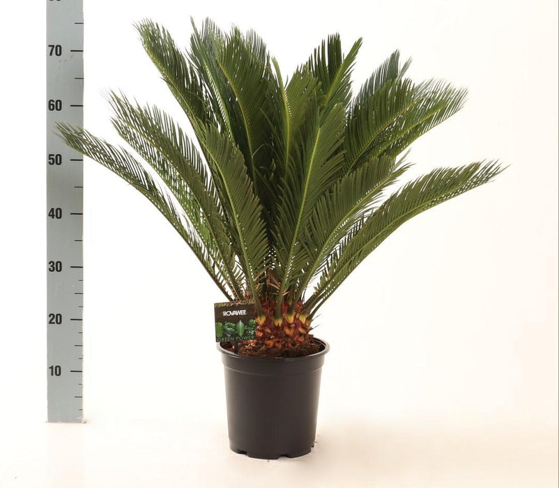 cycas-revoluta-o21cm-↕75cm