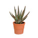 aloe-zebrina-dannyz-10-5cm-in-terracotta-pot