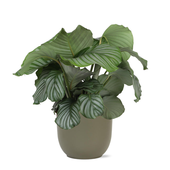 calathea-orbifolia-o21cm-↕70cm-in-boule-olijf-pot