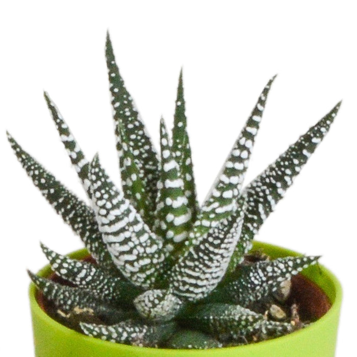 gasteria-haworthia-mix-5-5cm-5x-in-gekleurde-plasticpot