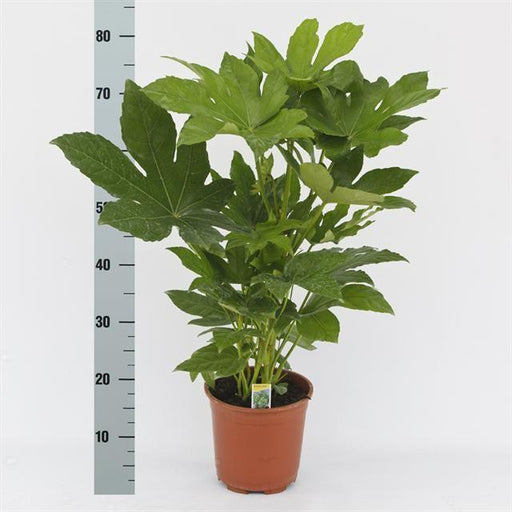 fatsia-japonica-70-o17cm-↕70cm