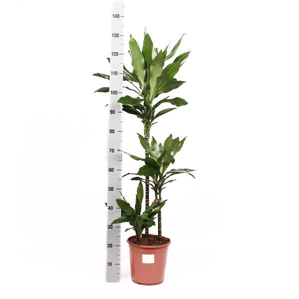 dracaena-janet-lind-o24cm-↕120cm-in-albury-natural-mand