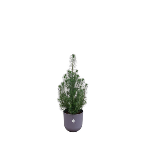 combi-deal-pinus-pinea-inclusief-elho-jazz-round-lavender-lilac-o19-50-cm