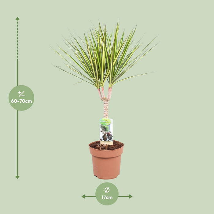 dracaena-sunray-enkele-stam-hoogte-65-75-o17cm-↕65cm