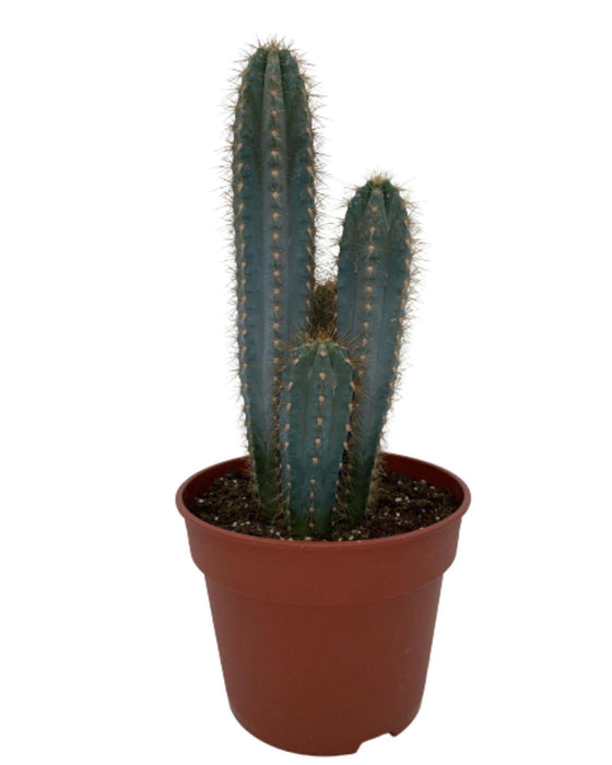 cactus-pilosocereus-azerues-↕30-40cm-normal-o17-cm